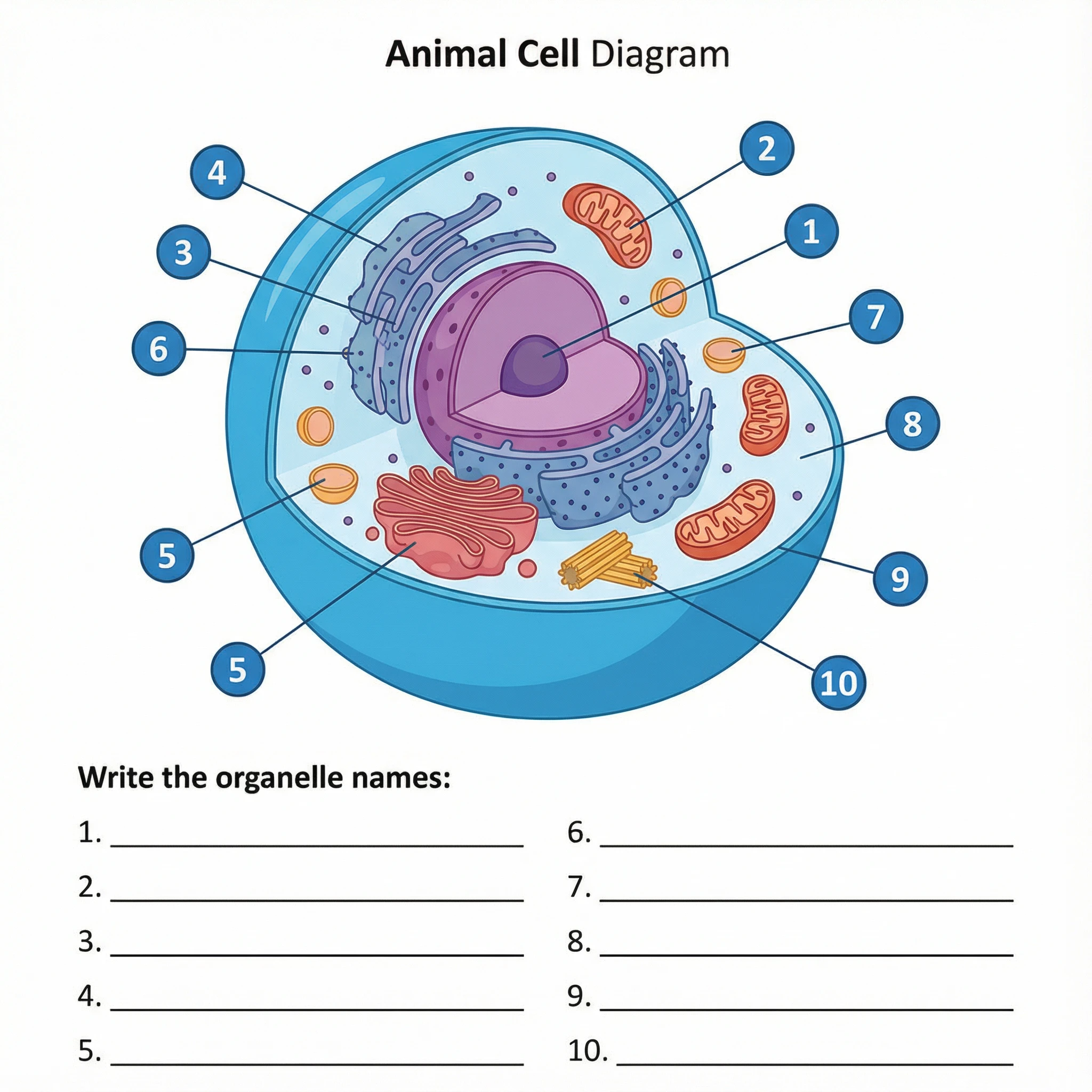 Black and white worksheet showing an animal cell cross-section without labels. The cell has a circular shape with a large central nucleus. Blank lines with arrows point to each organelle including the nucleus, cell membrane, mitochondria, endoplasmic reticulum, Golgi apparatus, and ribosomes. Students can write the organelle names on the blank lines. The diagram uses simple outlines suitable for printing.