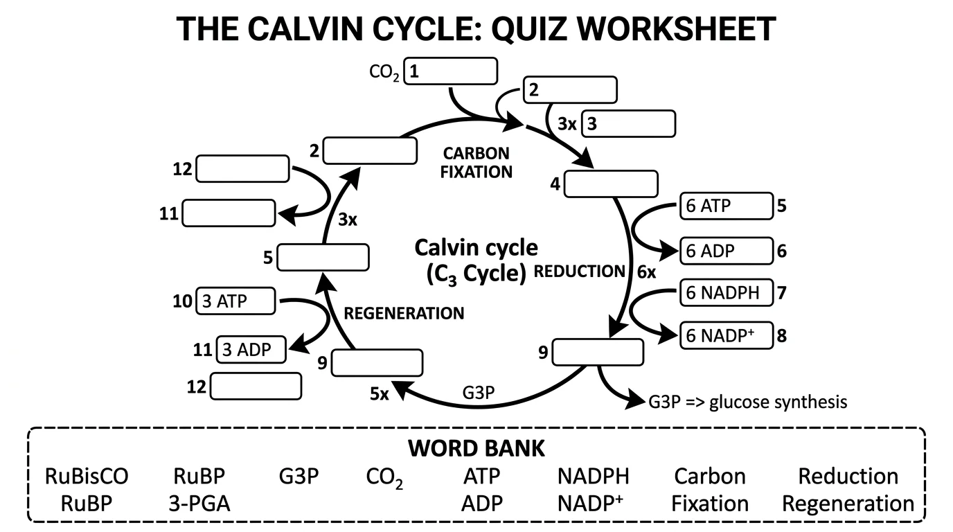 Calvin cycle diagram with blank labels and numbered boxes for students to fill in during quizzes and assessments.