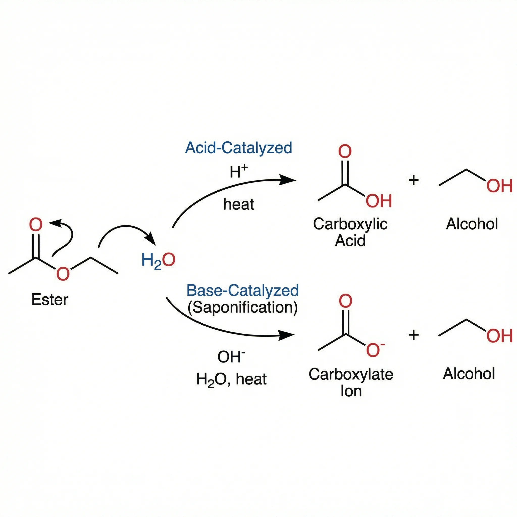 Ester hydrolysis reaction mechanism showing acid and base catalyzed pathways