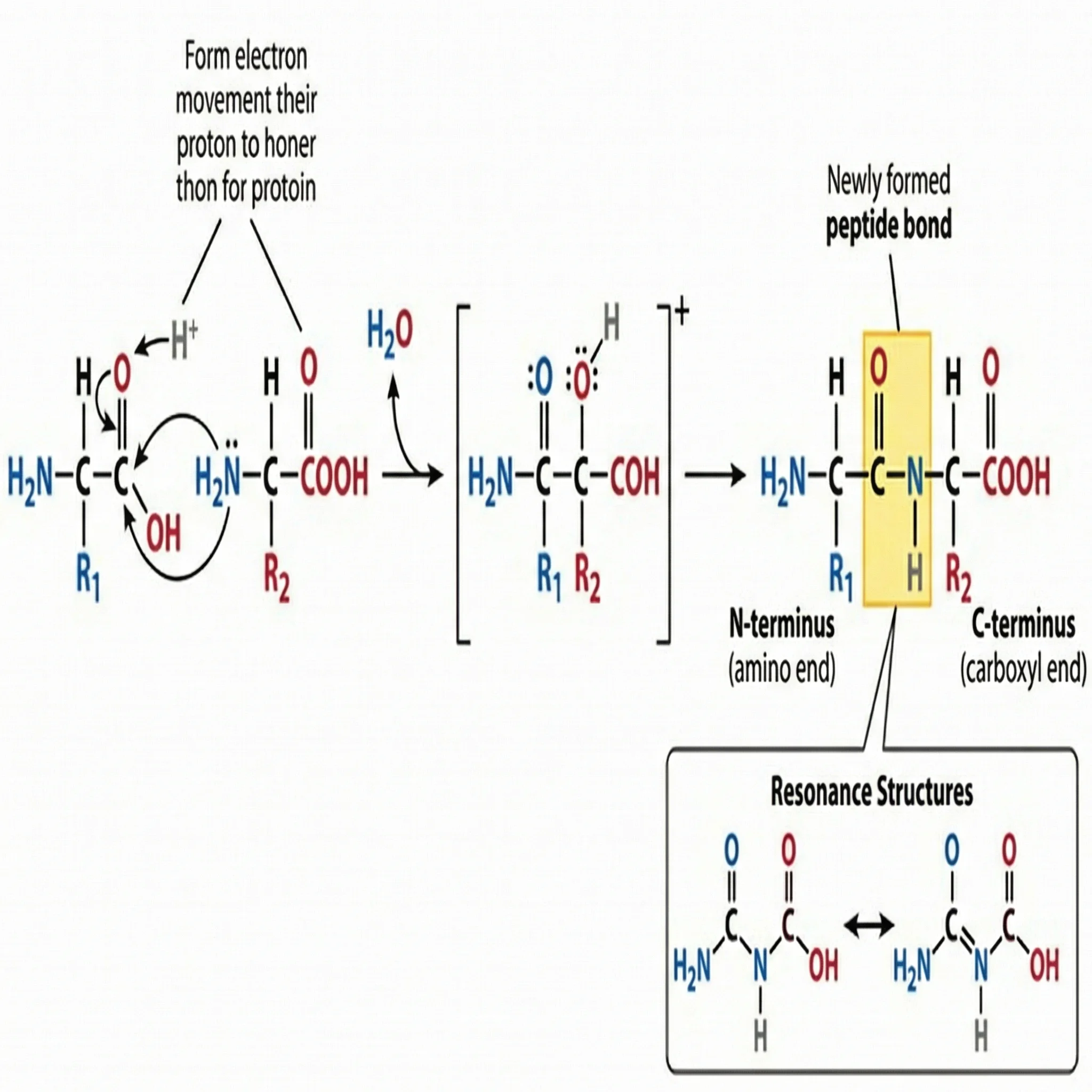 Peptide bond formation between two amino acids with water release