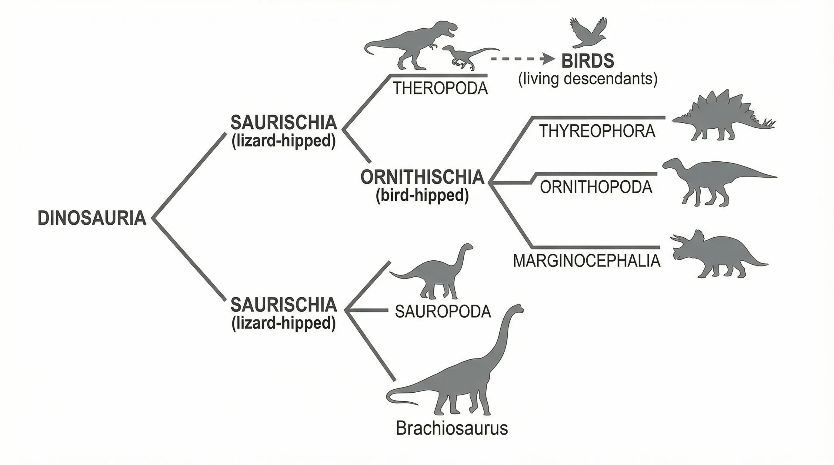 Cladogram of major dinosaur groups showing Saurischia and Ornithischia divisions with representative species.