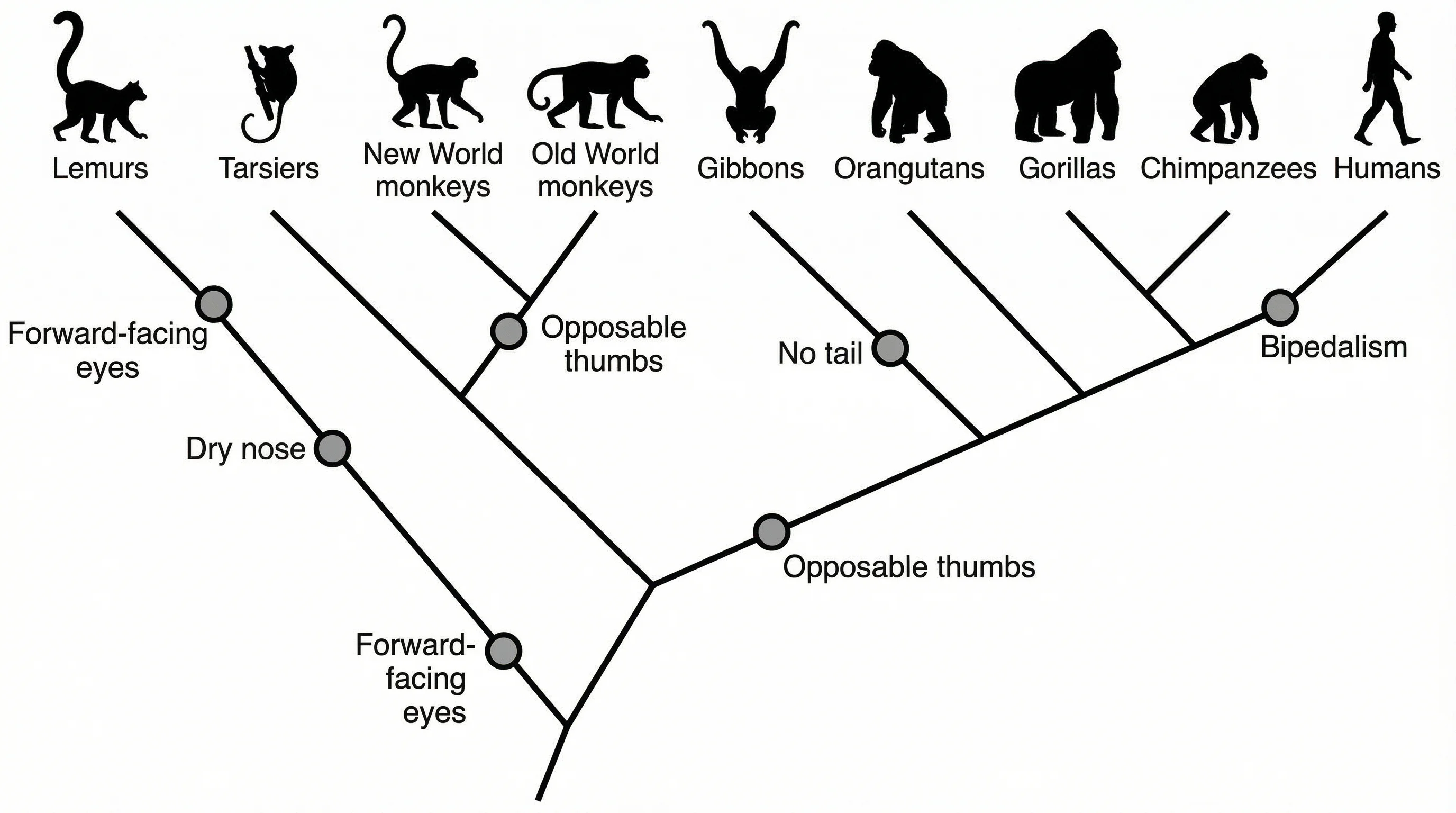 Cladogram of primate evolution showing lemurs, monkeys, apes, and humans with derived characteristics.