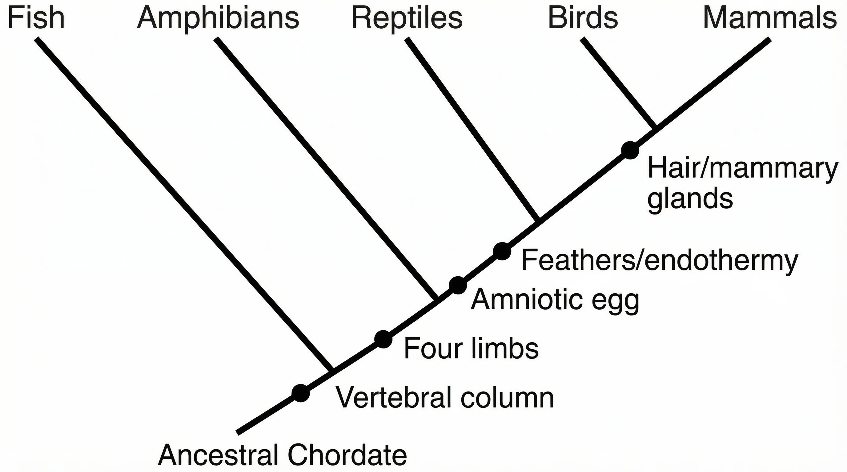 Cladogram Maker