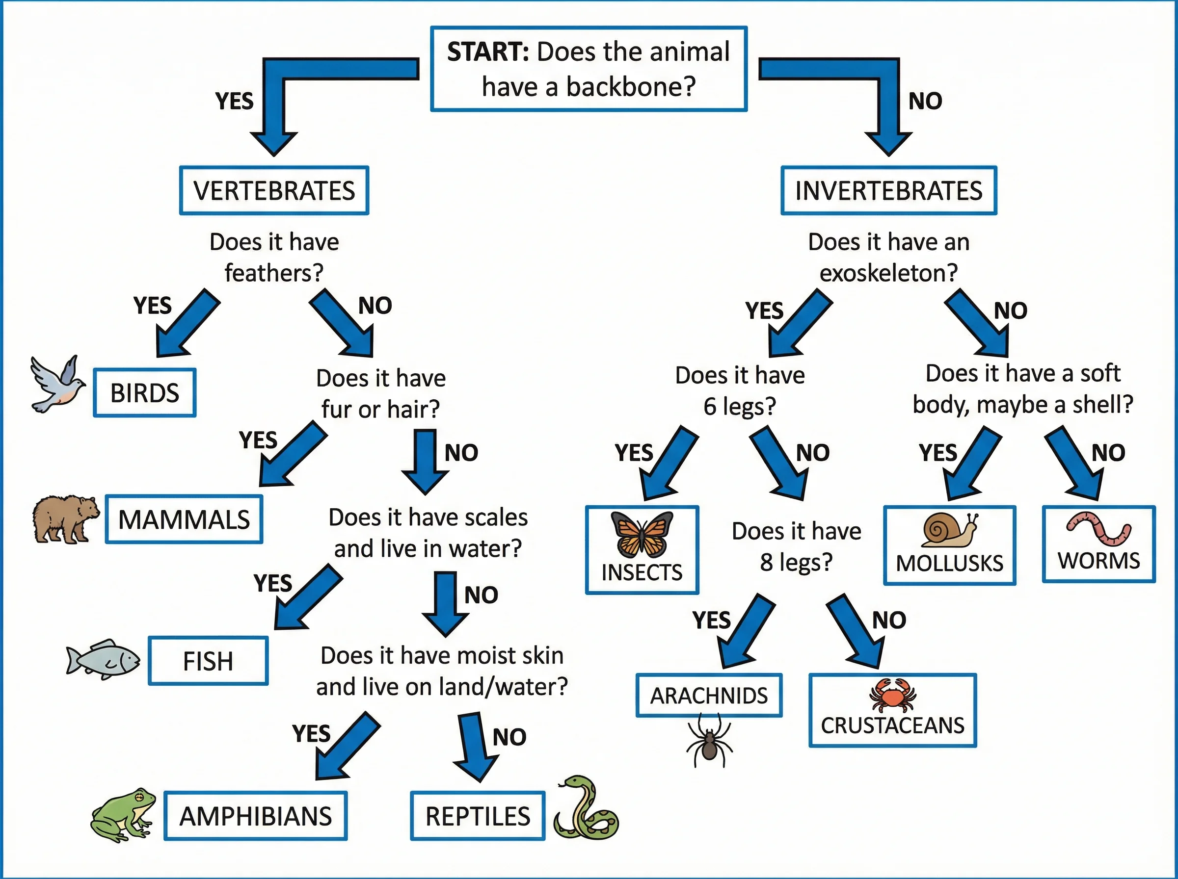 Dichotomous key for classifying animals into major groups using yes/no questions about body features.