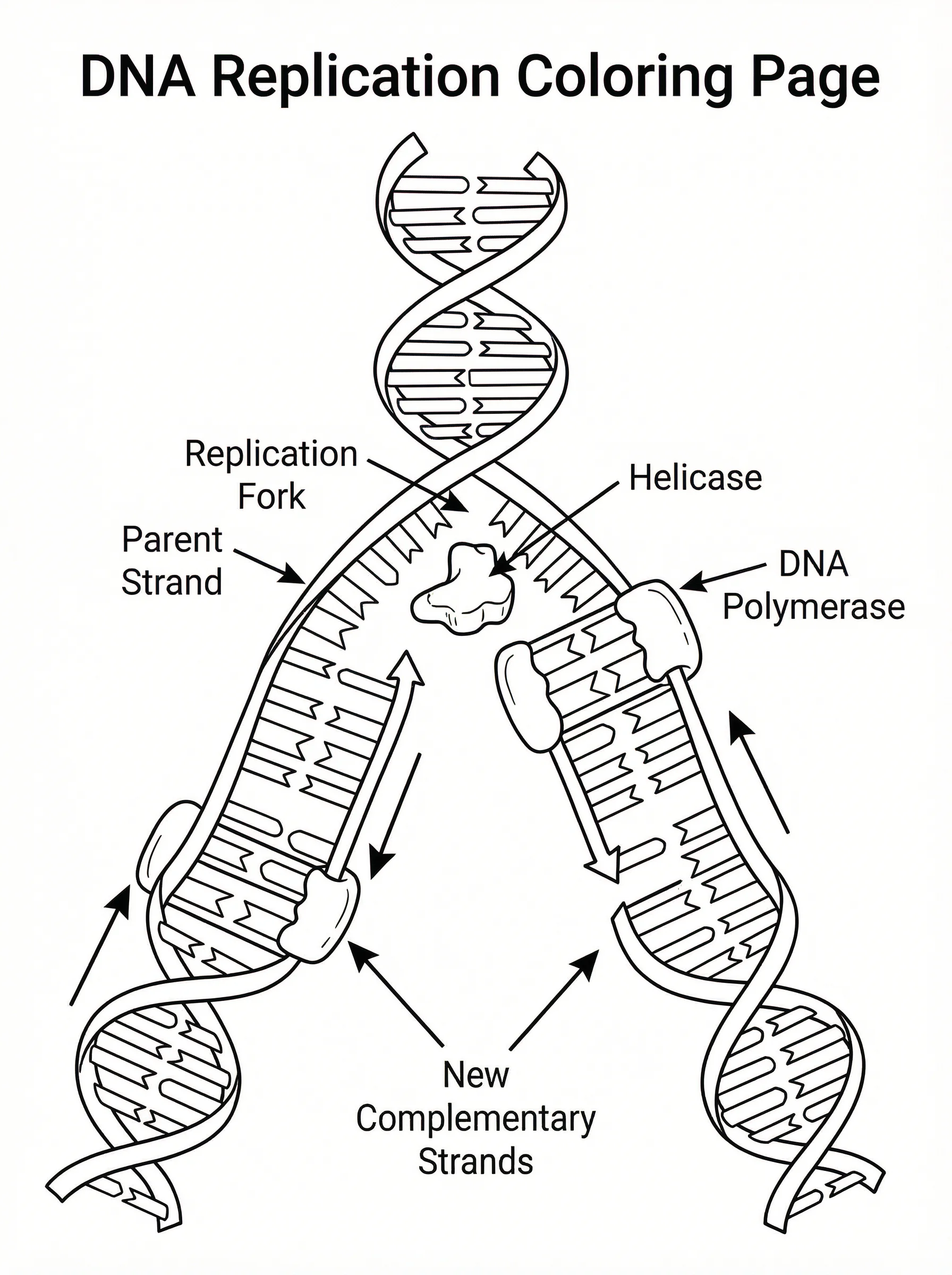 Black and white line art coloring page showing DNA replication with replication fork, parent strand separating and new complementary strands being built. Shows helicase and DNA polymerase positions. Educational diagram style.