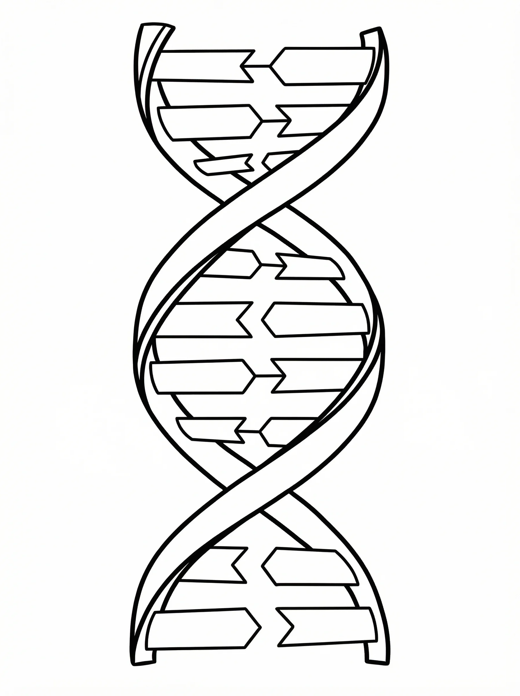 Black and white line art DNA structure diagram without any labels showing double helix with clearly distinct base pairs and backbone. Designed for students to label and color, biology worksheet style.