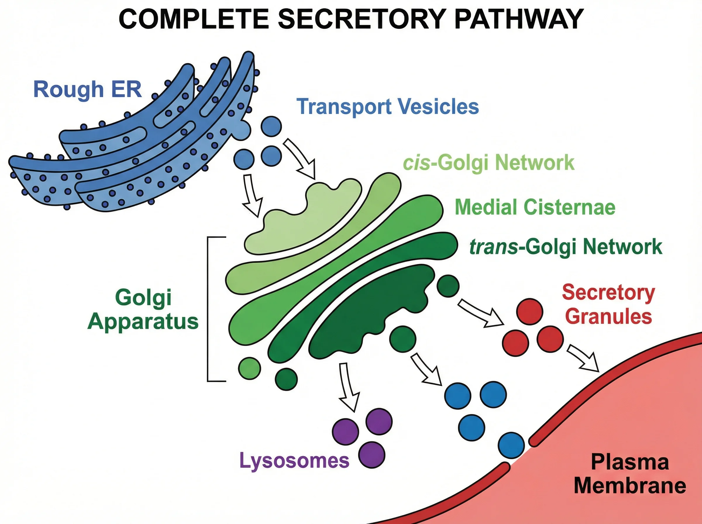 Diagram showing the Golgi apparatus within the complete secretory pathway, from rough endoplasmic reticulum through cis-Golgi network, medial cisternae, trans-Golgi network, and final vesicle destinations including plasma membrane, lysosomes, and secretory granules.