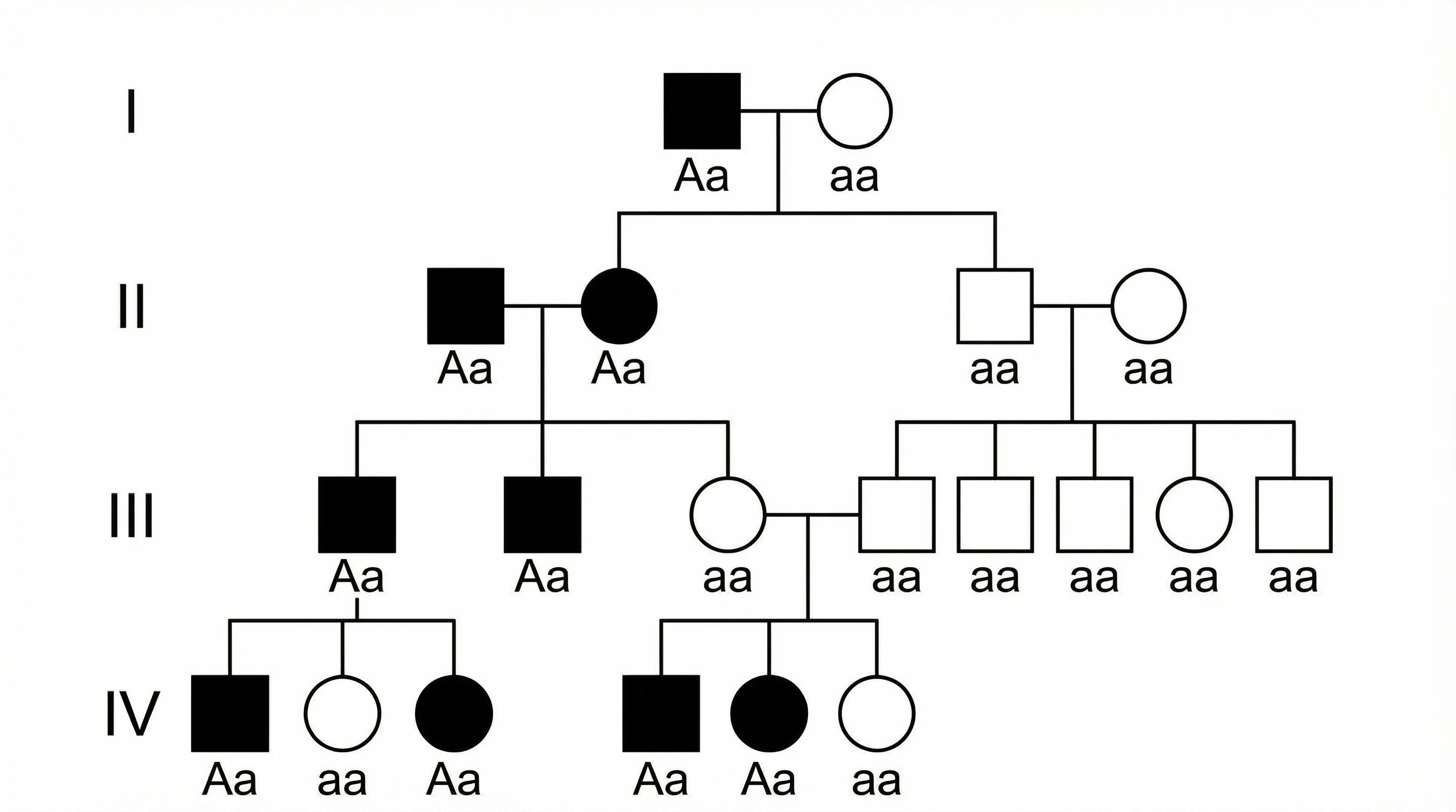 Pedigree Chart Maker