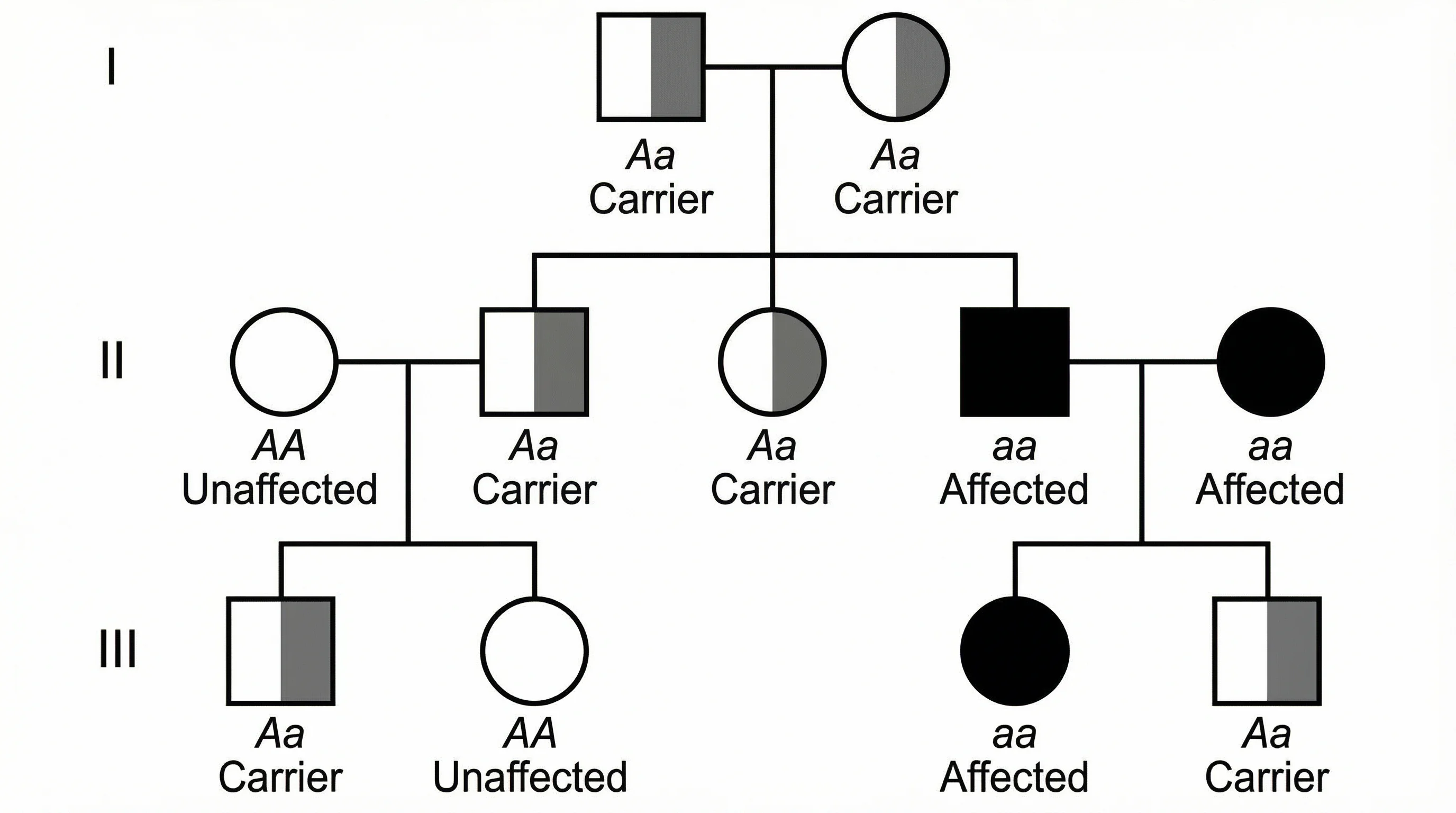 Pedigree Chart Maker