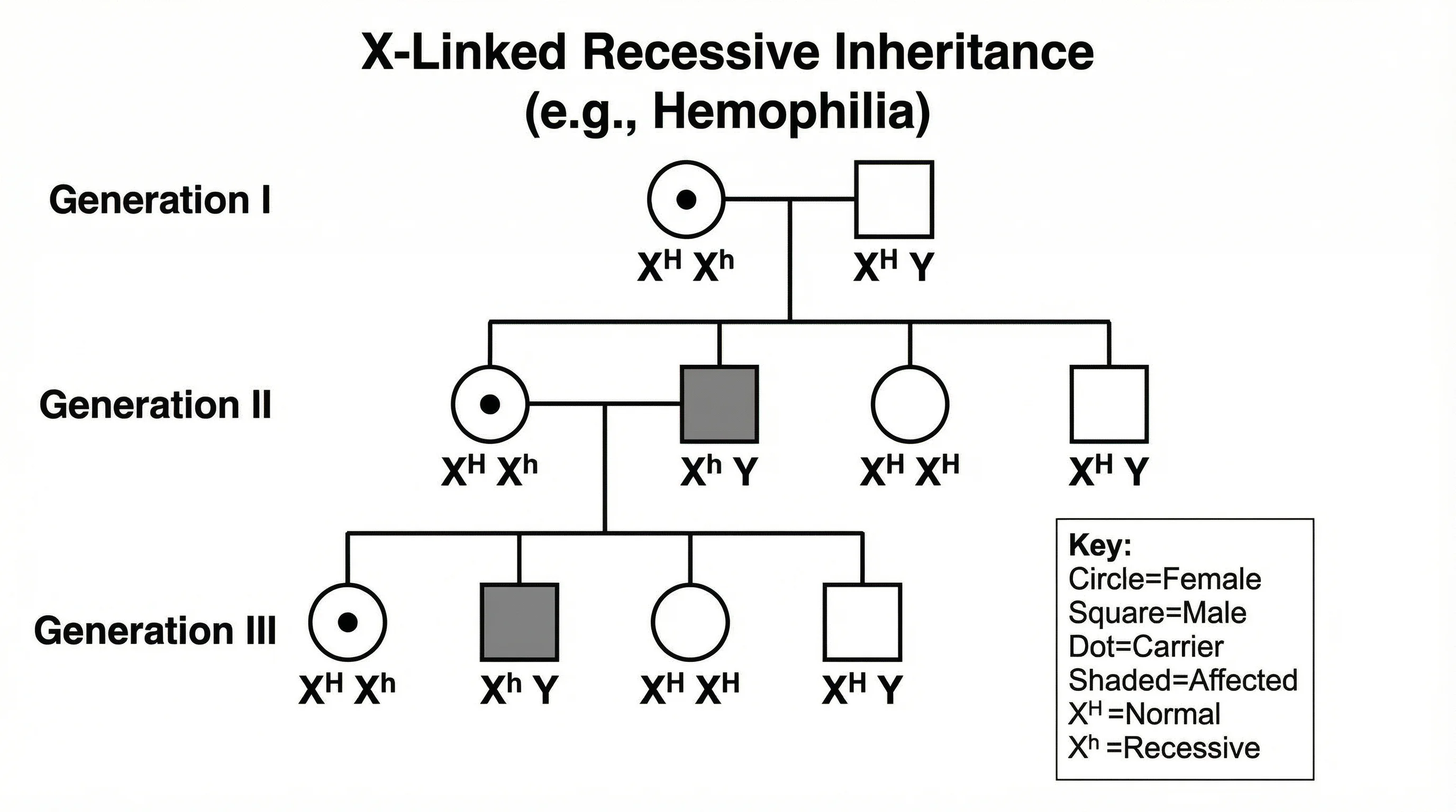 Pedigree chart demonstrating X-linked recessive inheritance with carrier females and affected males across generations.