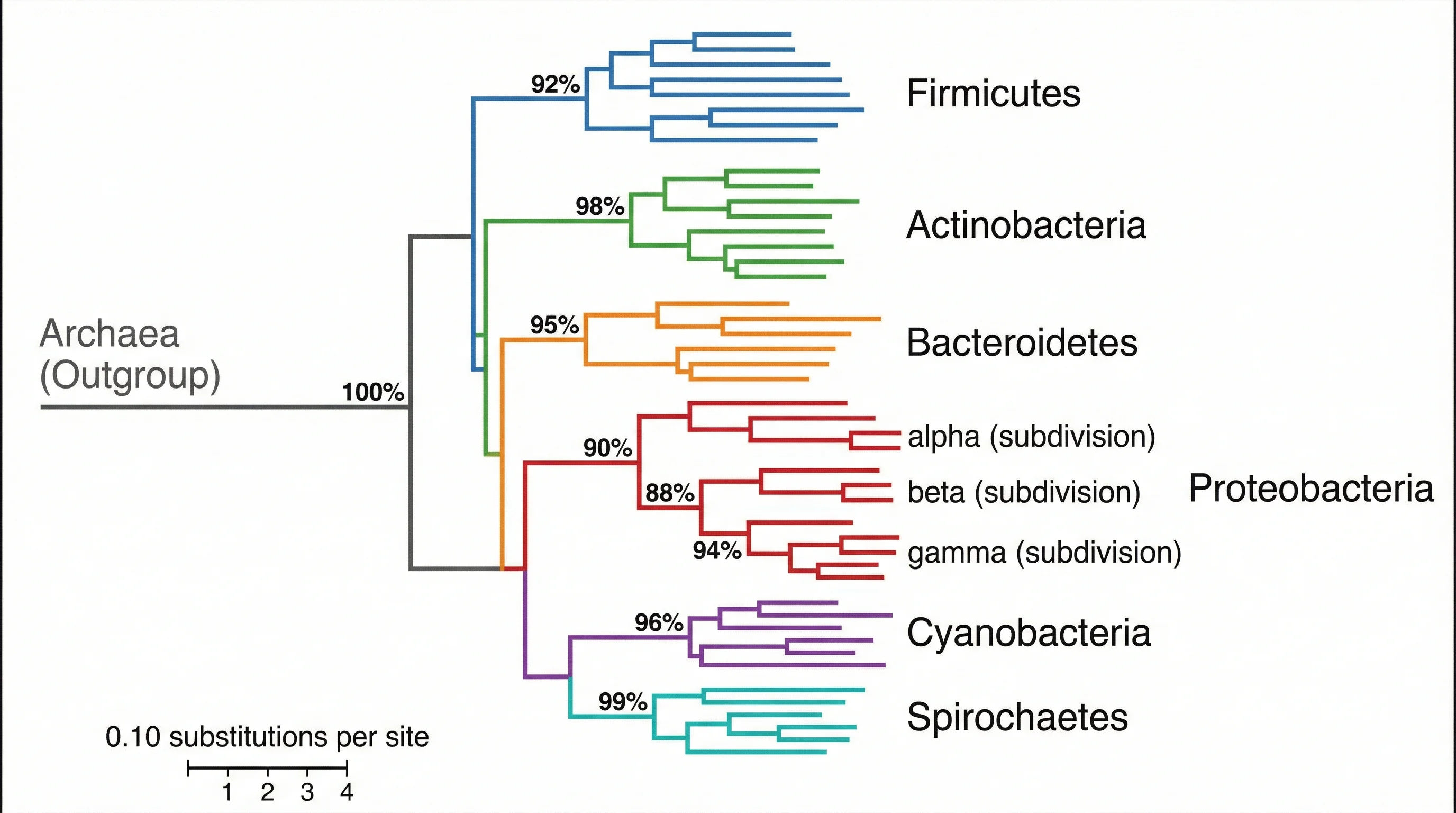 Phylogenetic tree constructed from 16S rRNA gene sequences showing major bacterial phyla and their relationships.