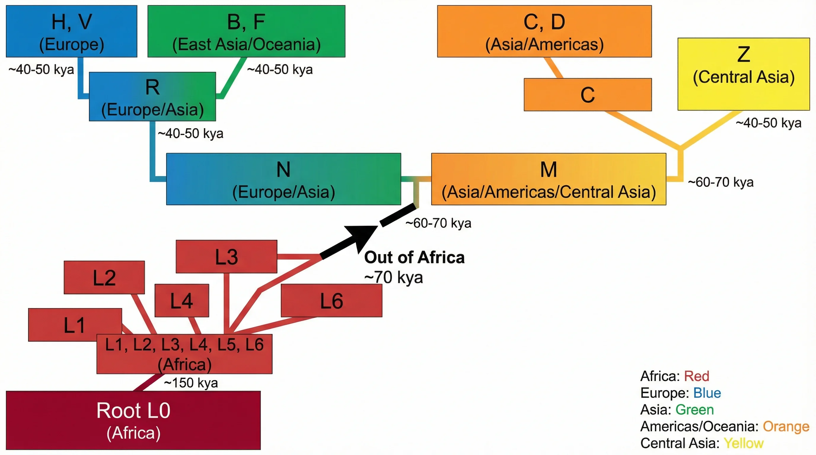 Phylogenetic tree of human mitochondrial DNA haplogroups tracing migration patterns out of Africa.