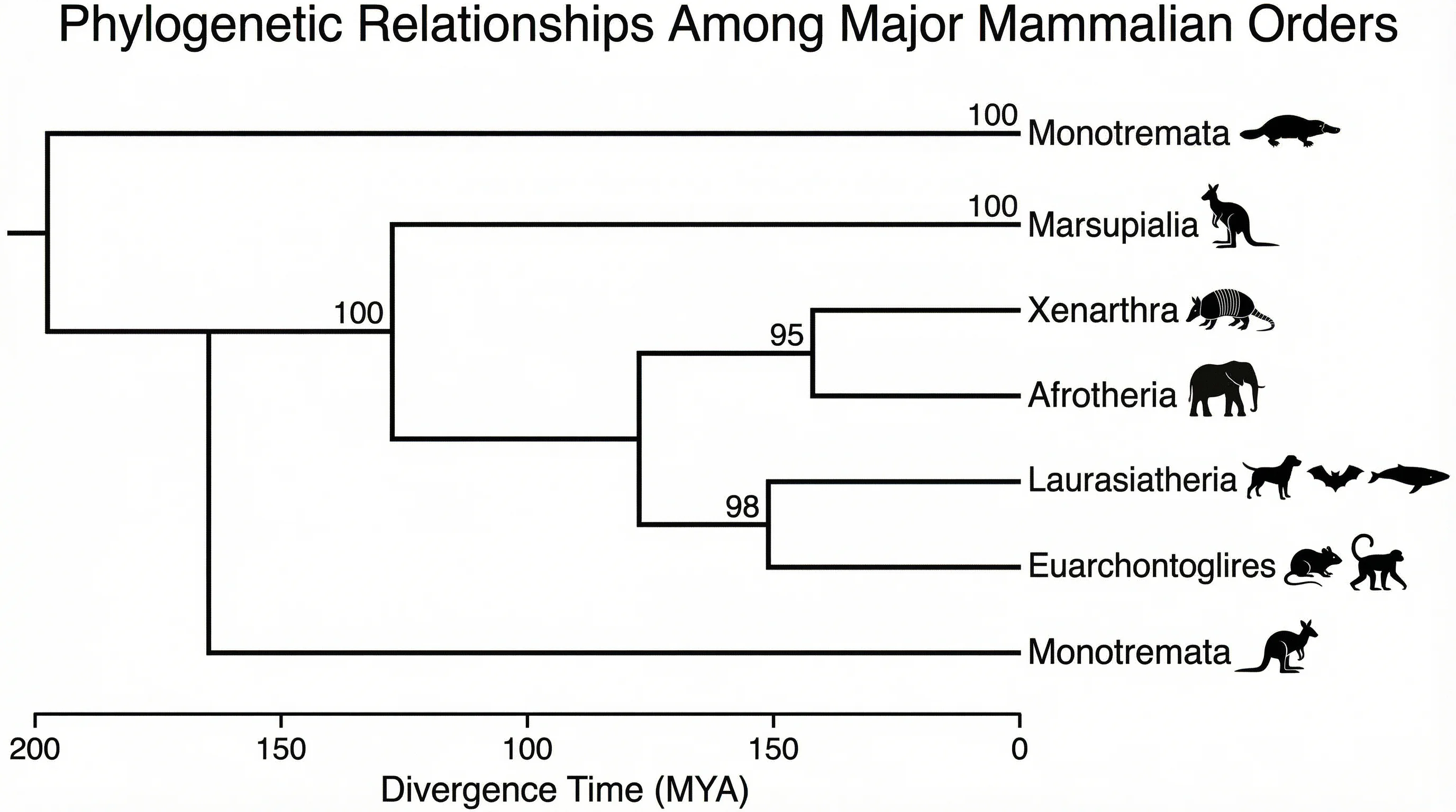 Phylogenetic Tree Maker