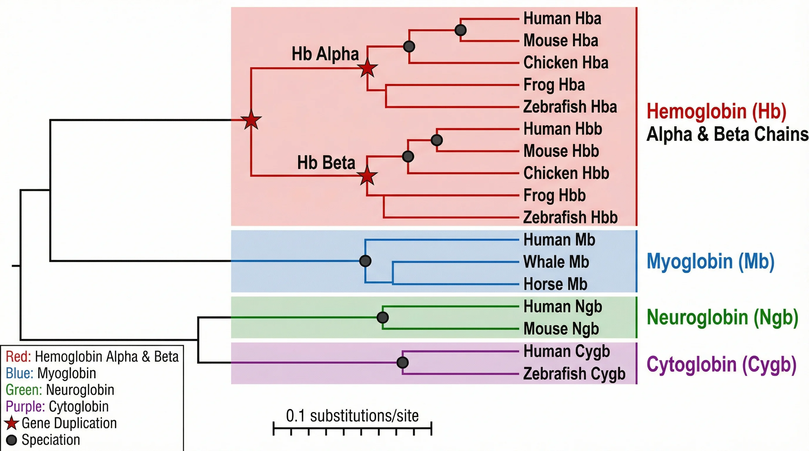 Phylogenetic tree of a protein superfamily showing domain architecture and functional divergence across species.