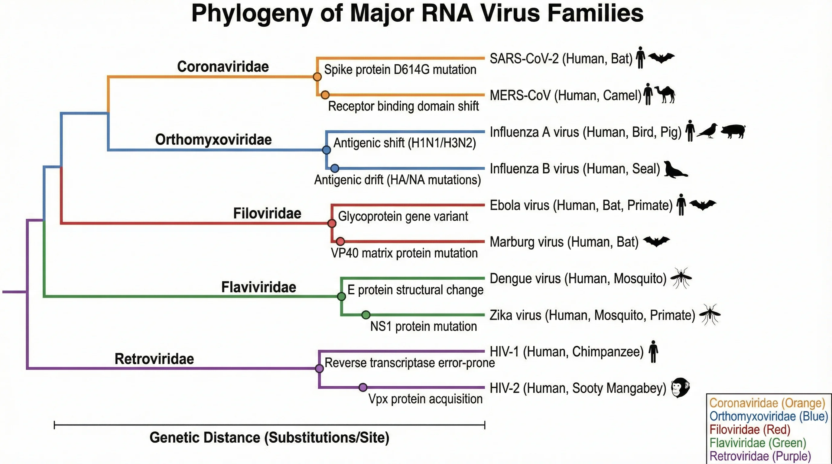 Phylogenetic tree of RNA virus families showing evolutionary divergence and host range.