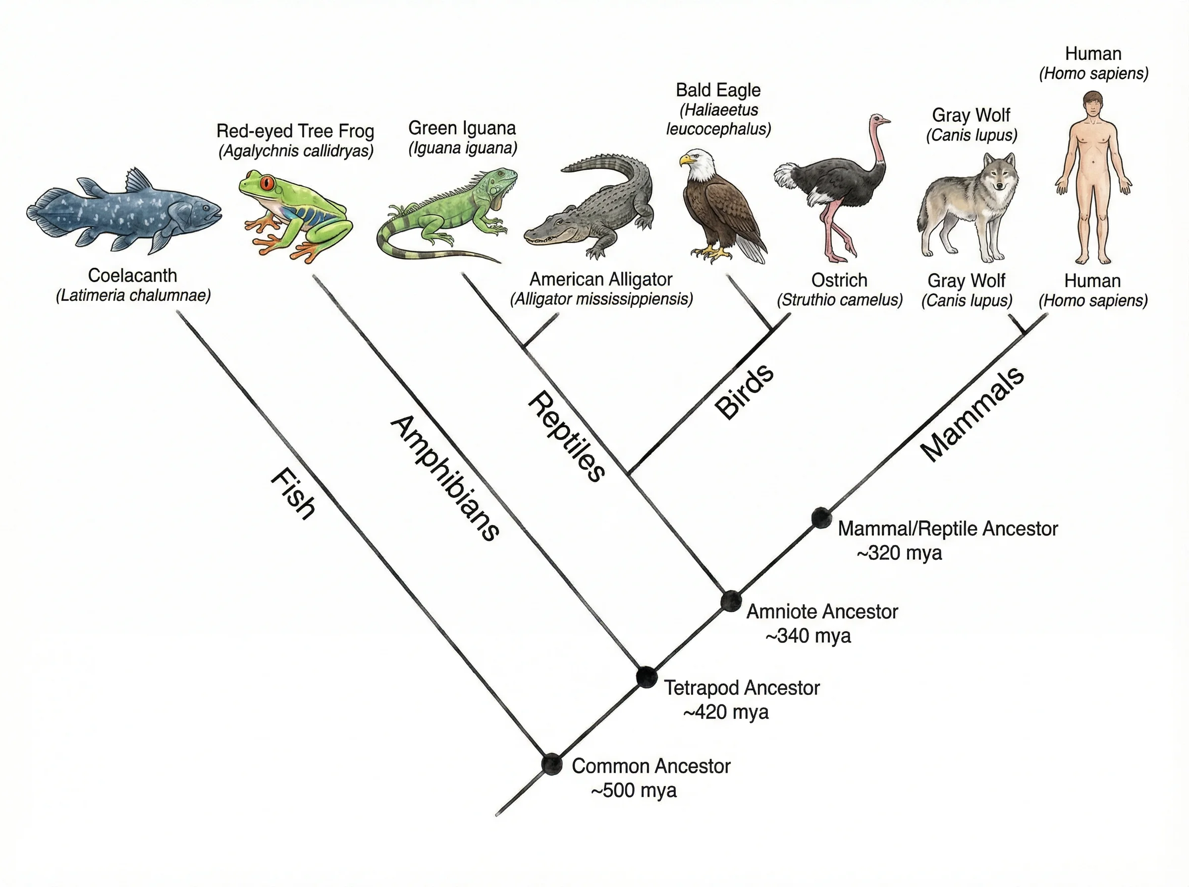 Tree Diagram Generator