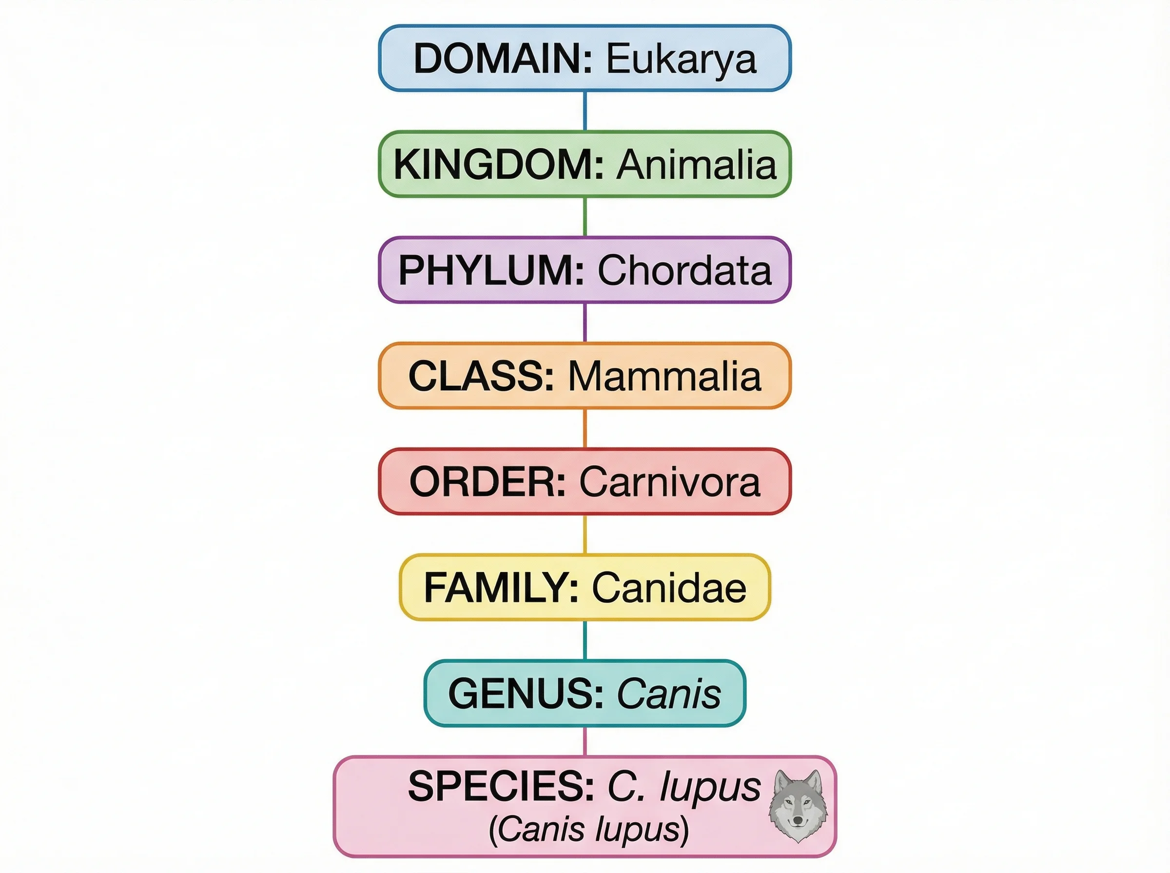 Hierarchical taxonomy tree showing biological classification from kingdom to species level.